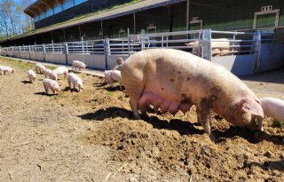 Zonvarkenconcept+vermindert+broeikasgasemissies+fors