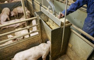 Nederlandse+kostprijs+varkens+blijft+in+2025+stabiel+op+1%2C82+euro