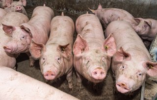 Rekentool+geeft+varkenshouders+inzicht+in+CO2%2Dvoetafdruk