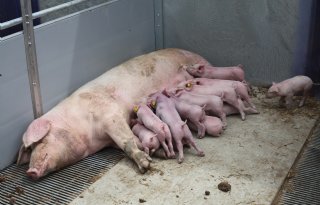 Aantal+biggen+zegt+niet+alles+over+rendement+van+zeug