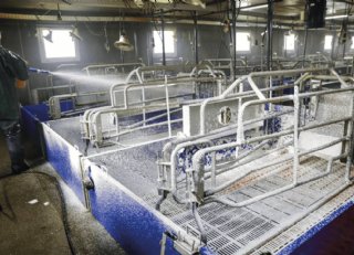 Reiniging en ontsmetting: optimale hygiëne voor gezonde varkens