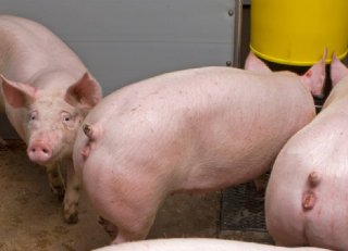 Cruciale rol voor gelten bij het verspreiden van M. hyo-infecties