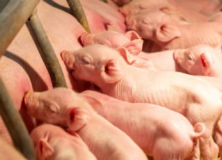 Promotieonderzoek: leg biggen binnen 24 uur over