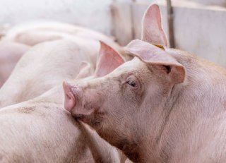 Succesfactoren van TN Duroc: het belang van het voeropnamepatroon