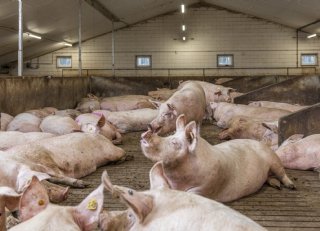 Voorkom hittestress bij zeugen: houd ze koel en productief