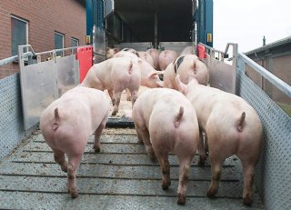 Lagere voederconversie is kans voor vleesvarkenshouders