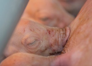 Snelle PRRS-verspreiding in de kraamstal voorkomen