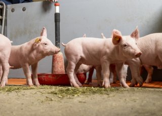 Hokverrijking op maat: voor elke stal een oplossing