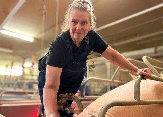 Vlaamse varkenshouder nam logistiek onder de loep en spaart personeel