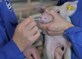 Griep bij varkens: weet wat er speelt op jouw bedrijf