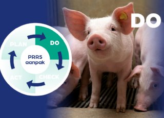 PRRS-antistoffen: wat zegt een positieve test echt?