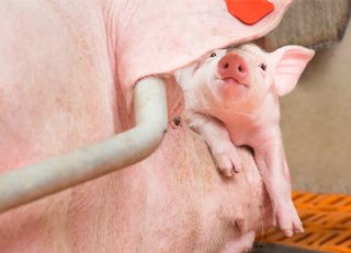 Mycoplasma hyopneumoniae: stabiliteit op het bedrijf creëren en behouden - praktische tips