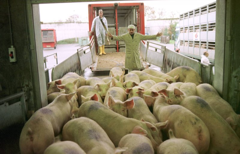 slachterij vleesvarkens