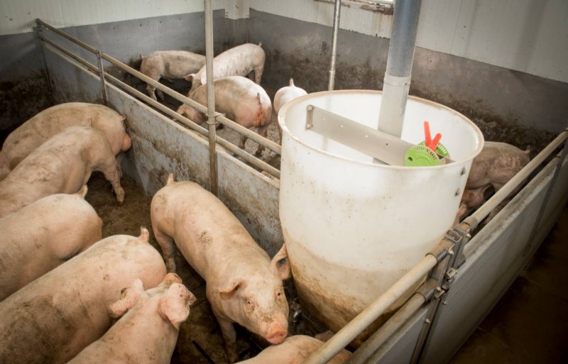 Vleesvarkens krijgen tot aan het afleveren naar de slachterij onbeperkt voer in de bakken.