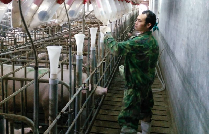 Chinese medewerker in de varkenshouderij.