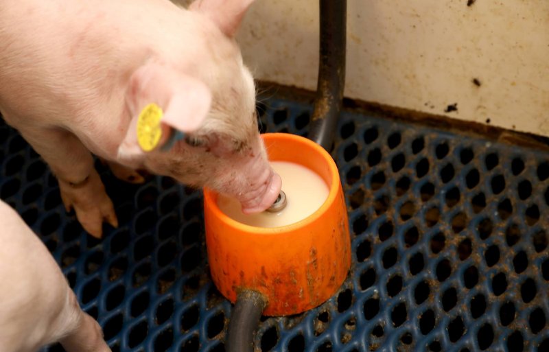 Melk bijdrinken uit de cup leren biggen razendsnel.