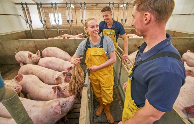 Varkensdierenarts Liesbeth Van Ampting van Dierenartsenpraktijk Lintjeshof zoekt samen met Canjels en Stultiëns naar een structurele aanpak van het gezondheidproblemen.