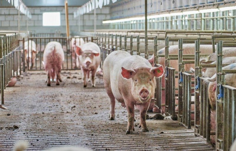 De zeugen komen na spenen in een afdeling die zowel geschikt is als inseminatiestal als drachtstal.