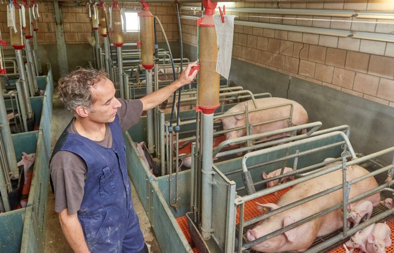 Hoog geconcentreerd lactovoer verhoogt de groei van de biggen.