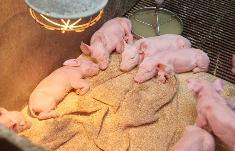 Na het werpen zorgt jute voor moedergeur in biggennest.