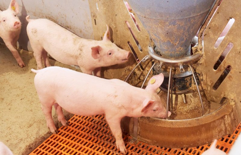 De biggen leren snel eten uit de ronde voerbak, ook omdat ze de biggen aan de andere kant kunnen zien eten.