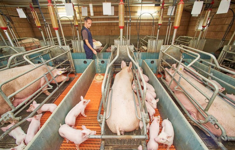 De biggen krijgen in het kraamhok meel bijgevoerd. Na spenen is de samenstelling hetzelfde maar gebruikt Kuijpers een korrel.