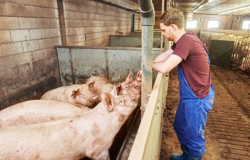 Zelf aangefokte opfokzeugen bij Bram van der Heijden.