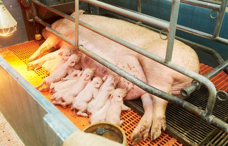 Doel van het gebruik van InGene zijn zeugen met goede moedereigenschappen en veel spenen die hun eigen biggen groot kunnen brengen.