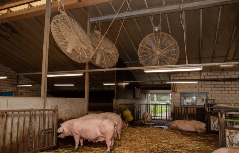 Twee ventilatoren zorgen in de zomer voor verkoeling op het strobed de derde voorkomt dat zeugen achter de voerstations op de dichte vloer gaan liggen.