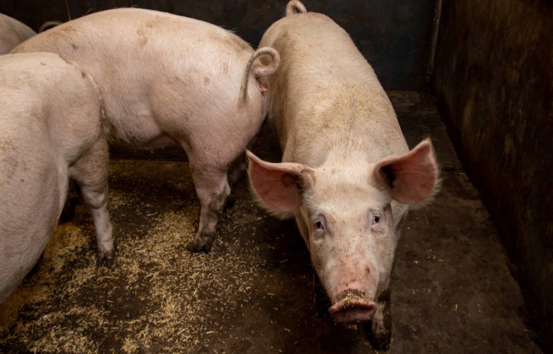 De opfokzeugen hebben lange staarten, dat geeft geen problemen. De Tolakker draait mee in het staartenproject van de POV.