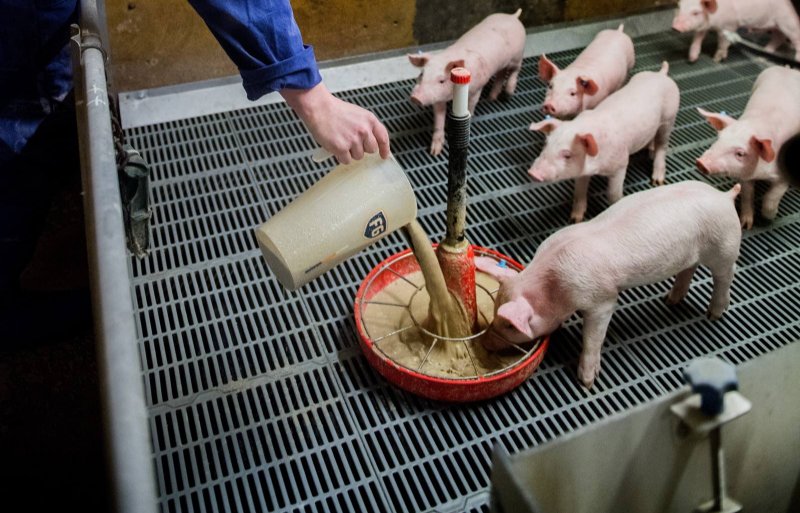 Biggen van twee tomen worden bijeen gezet in de biggenopfok. Door het bijvoeren van ferment vreten de biggen na spenen meteen door. De 28 dieren per hok krijgen maximaal 7 liter ferment in de voerkom. Die wordt dan helemaal tot de rand toe gevuld. 2 weken na spenen is deze vorm van 'voerpret' op voor de biggen. Dan moeten ze het doen op droogvoer.