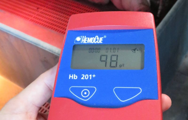 Binnen een minuut is het hemoglobinegehalte af te lezen op het display van het meettoestel.