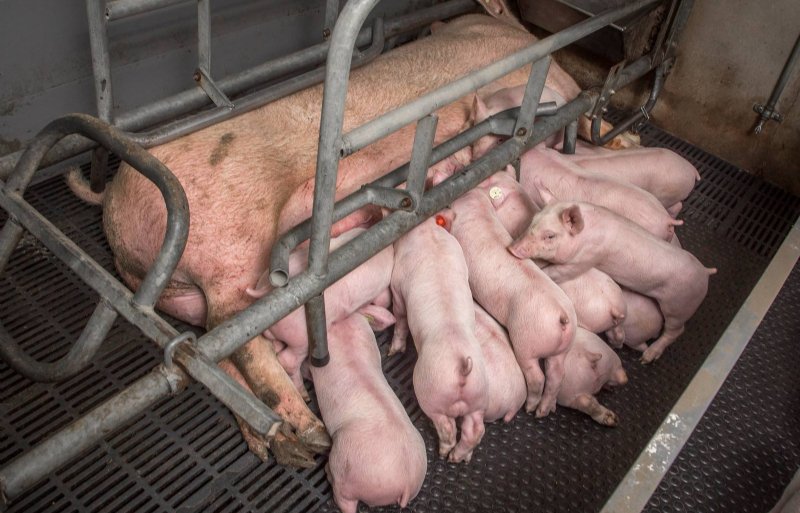 Grote tomen stevige 3-weekse biggen bij de Topigs 20.
