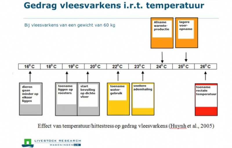 Effect temperaruur op gedrag vleesvarkens van 60 kilo.