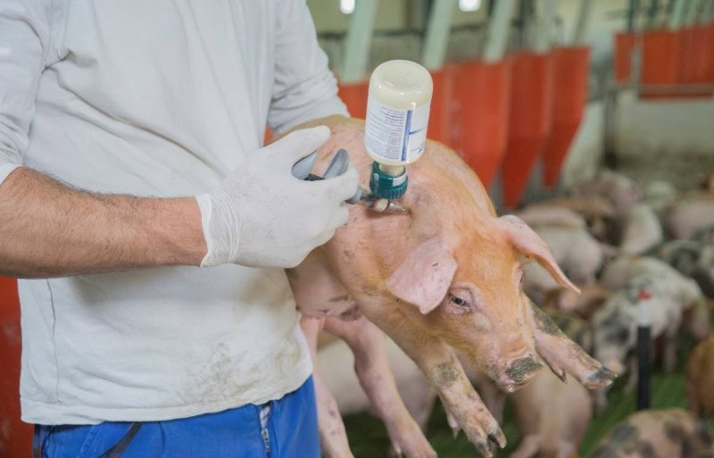 Varkens zijn bijzonder vatbaar voor infectie door parenterale blootstelling. Slechts enkele tientallen PRRS-virusdeeltjes zijn voldoende om varkens via deze weg te besmetten.