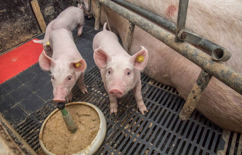 De biggen merken nauwelijks iets van de naaldloze vaccinatie.