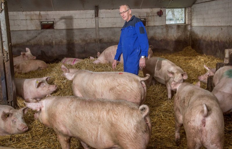 Groepshuisvesting op stro is en blijft volgens Uitslag het beste systeem voor dragende zeugen.