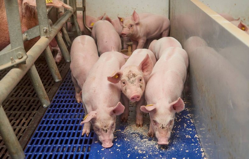 De biggen krijgen meerdere keren daags vers voer bijgevoerd en vaak ook een beetje op de dichte vloer. Alles om ze goed aan het eten te krijgen.