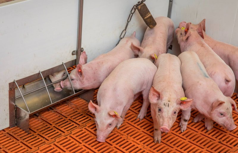 Door het open drinkbakje met AquaLevel drinken de gespeende biggen goed én daardoor eten ze ook goed.