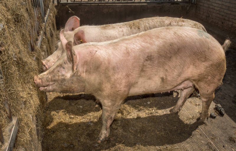 De dragende zeugen eten dagelijks 3 tot 4 kilo graskuil.