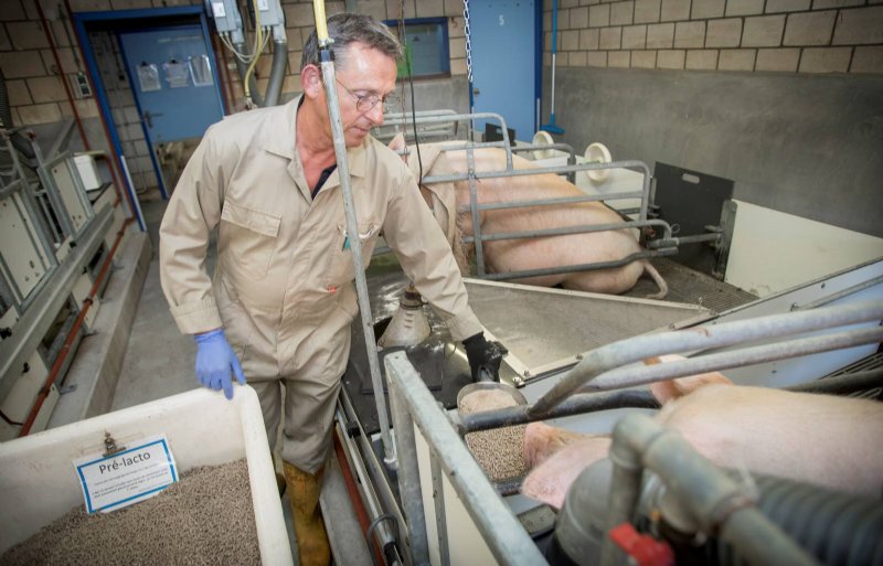 De zeugen krijgen voor werpen 3,4 kilo pre-lactovoer verdeeld over twee keer per dag.