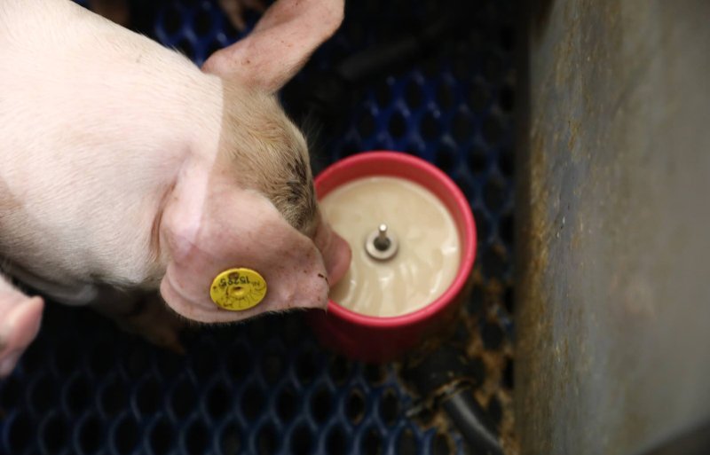 De biggen krijgen eerst melk en daarna smooth via het drinkcupje