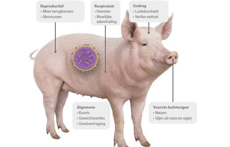 Figuur: Klinische symptomen die in verband kunnen worden gebracht met griep.