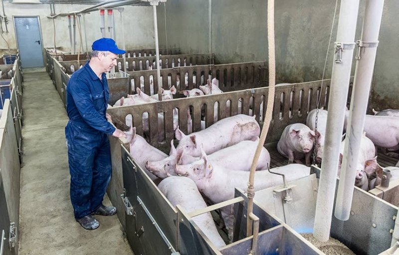 De vleesvarkens zijn gehuisvest in afdelingen van 144 varkens. De stal is voorzien van een dubbelleiding-droogvoer-circuit, eenvoudig maar betrouwbaar. De frisse lucht komt via het plafond binnen. Het bedrijf is keurig onderhouden.