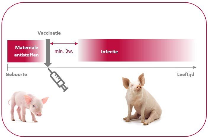 Het optimale PCV2-vaccinatietijdstip bij biggen.