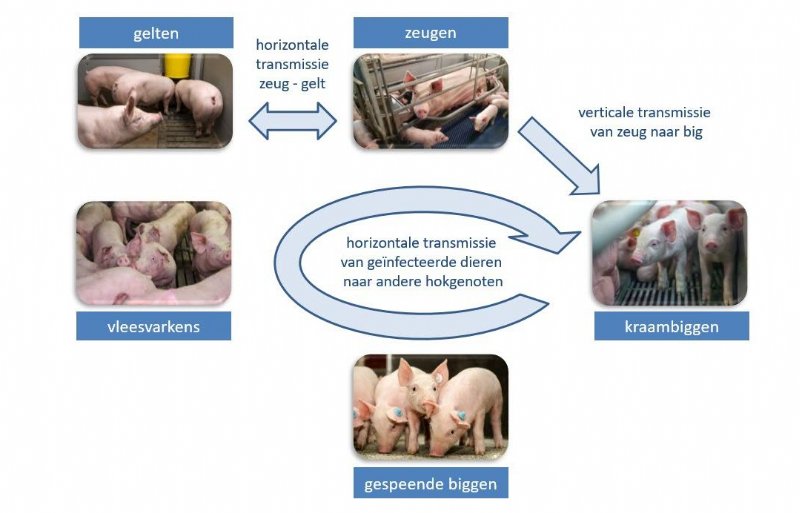 Figuur: De M. hyo infectieketen.