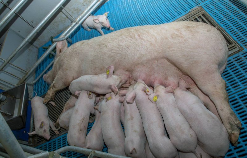 Vanwege onderzoek wordt op ruim 28 dagen gespeend.