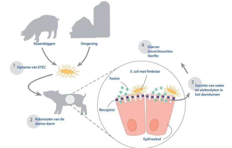 Stappen betrokken bij de ontwikkeling van geboortediarree door enterotoxigene E. coli (1).