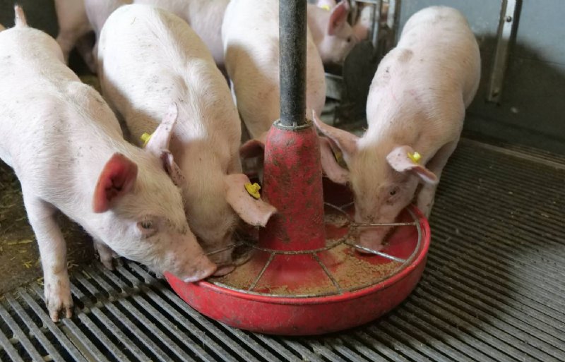 Tot tien dagen na spenen krijgen biggen hetzelfde voer.