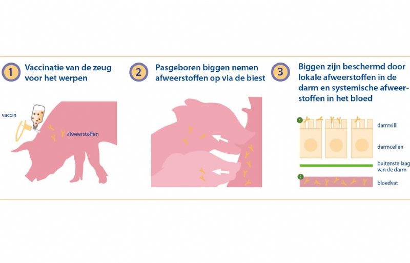 Werkingsmechanisme: hoe kan zeugenvaccinatie bijdragen tot een betere bescherming van biggen via de biest?